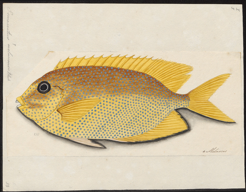 Pomacentrus moluccensis - 1700-1880 - Print - Iconographia Zoologica - Special Collections University of Amsterdam - UBA01 IZ13900288 - Pomacentrus moluccensis, lemon damselfish, lemon damsel.jpg