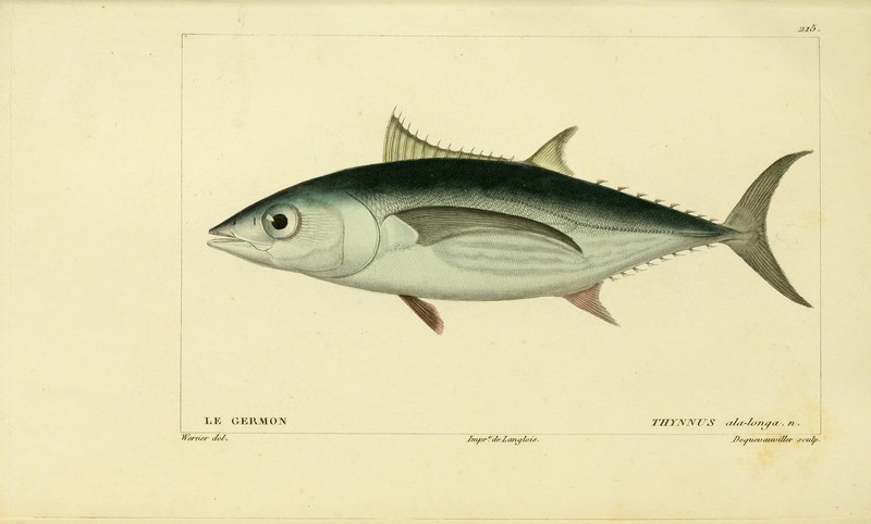 Histoire naturelle des poissons (10438834583) - albacore, bonito, longfin tuna (Thunnus alalunga).jpg