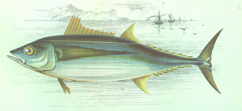 FMIB 46149 Germon - albacore, bonito, longfin tuna (Thunnus alalunga).jpeg