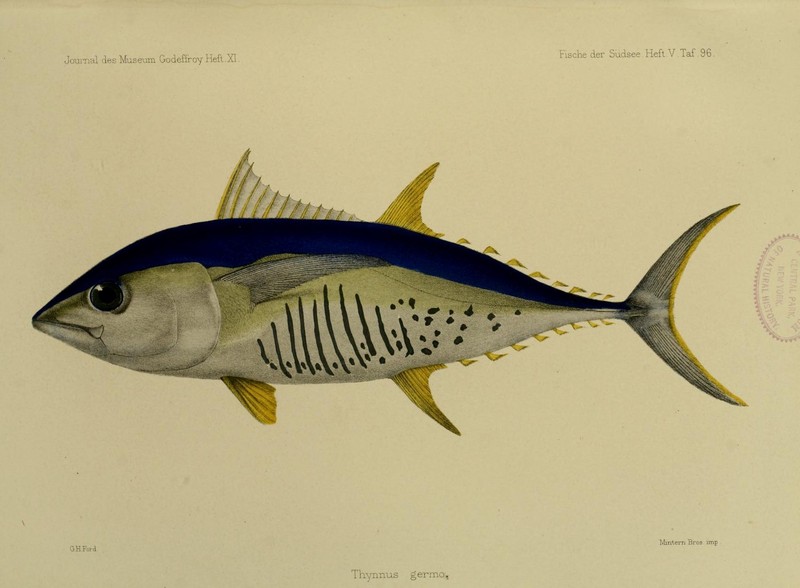 JournalMuseumGodoeffroyHeftXIFischederSudseeHeftVTaf96 - albacore, bonito, longfin tuna (Thunnus alalunga).jpg