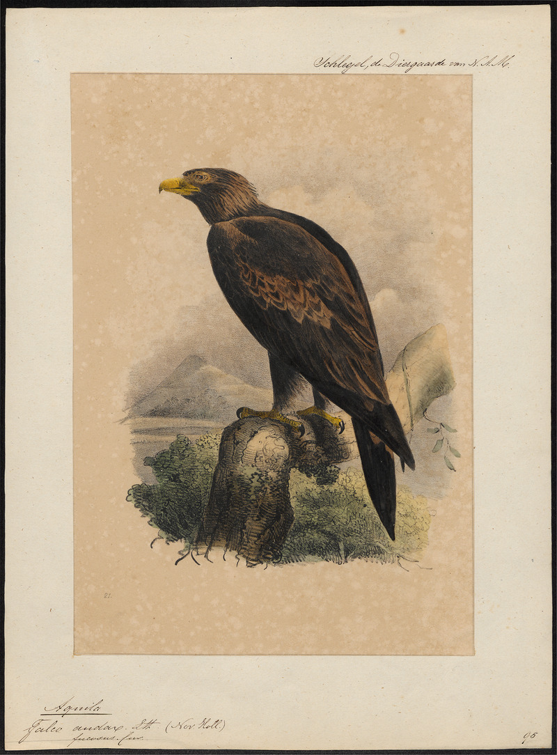 Aquila audax - 1842-1849 - Print - Iconographia Zoologica - Special Collections University of Amsterdam - UBA01 IZ18100203 - wedge-tailed eagle, eaglehawk, bunjil (Aquila audax).jpg