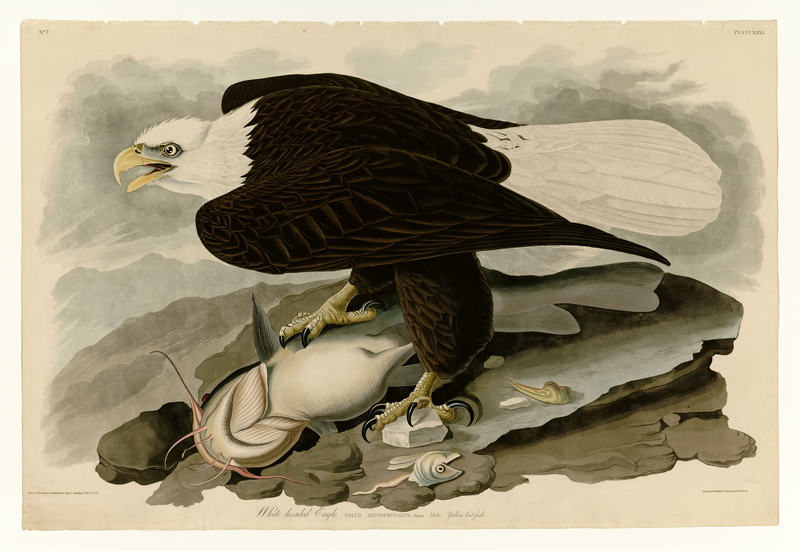 31 White-headed Eagle - bald eagle (Haliaeetus leucocephalus) and catfish.jpg