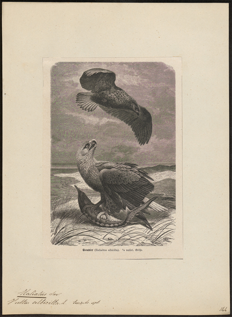Halliaeëtus albicilla - 1700-1880 - Print - Iconographia Zoologica - Special Collections University of Amsterdam - UBA01 IZ18100313 - White-tailed eagle (Haliaeetus albicilla).jpg