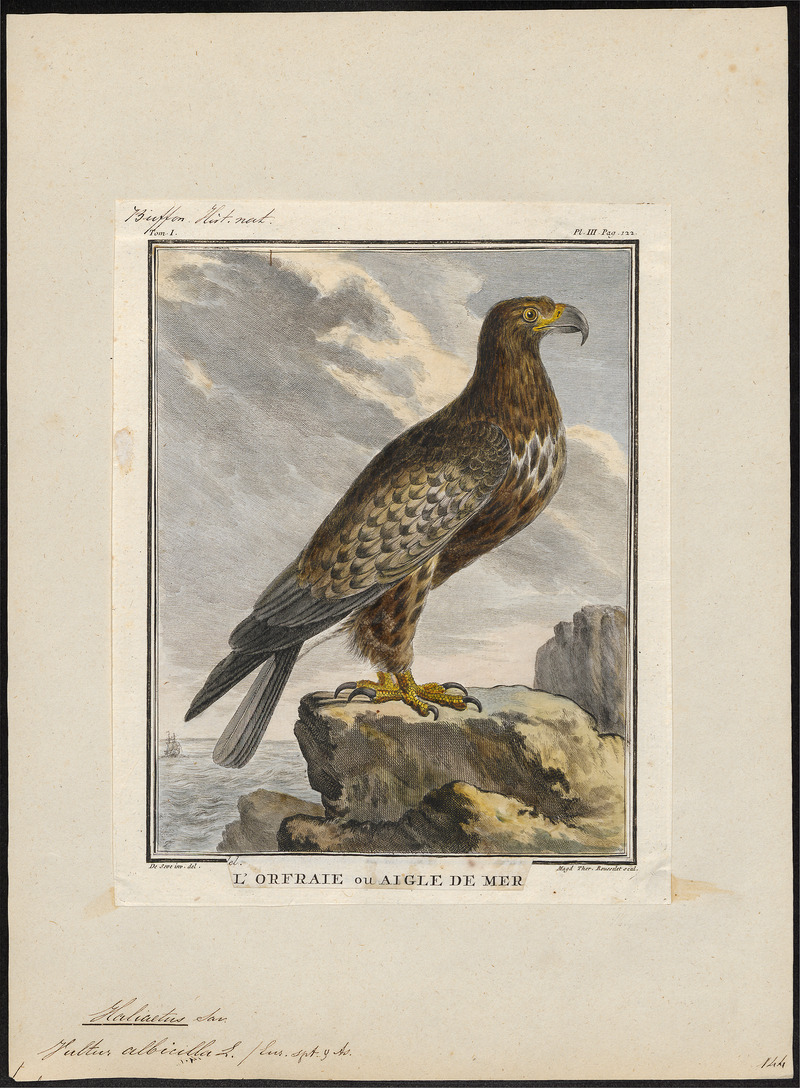 Halliaeëtus albicilla - 1700-1880 - Print - Iconographia Zoologica - Special Collections University of Amsterdam - UBA01 IZ18100301 - white-tailed eagle (Haliaeetus albicilla).jpg