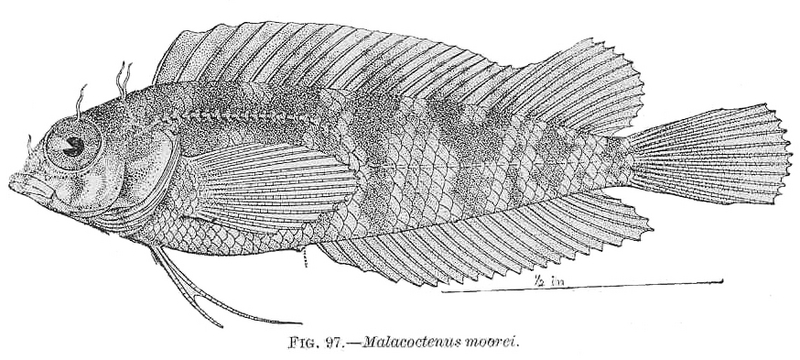 FMIB 38112 Malacoctenus moorei - Malacoctenus macropus, Rosy blenny.jpeg