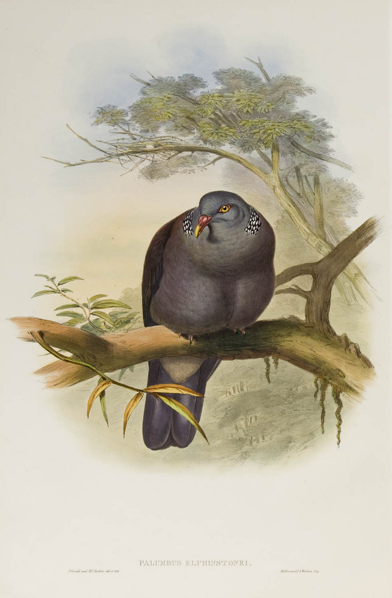 Palumbus elphinstonei Gould - Nilgiri wood pigeon (Columba elphinstonii).jpg