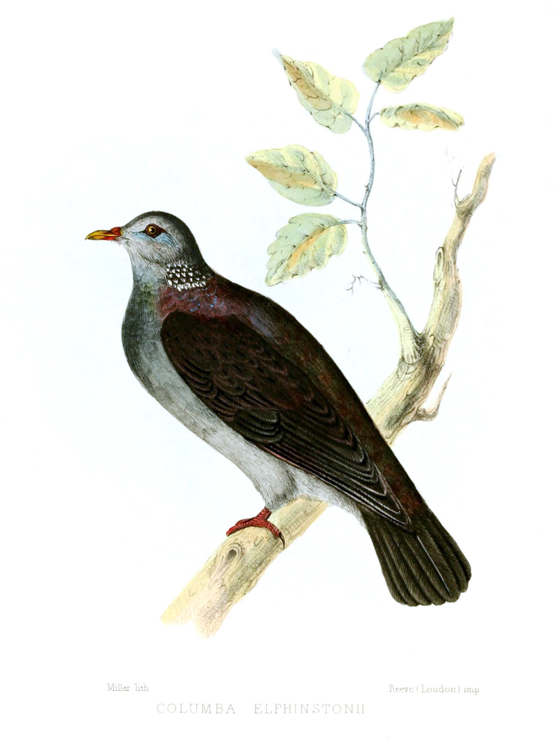 Columba.Elphinstonii.Jerdon - Nilgiri wood pigeon (Columba elphinstonii).jpg