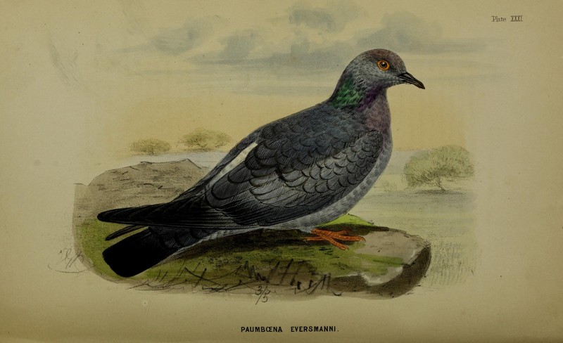 Lahore to Yārkand (17824088095) - yellow-eyed pigeon, pale-backed pigeon (Columba eversmanni).jpg