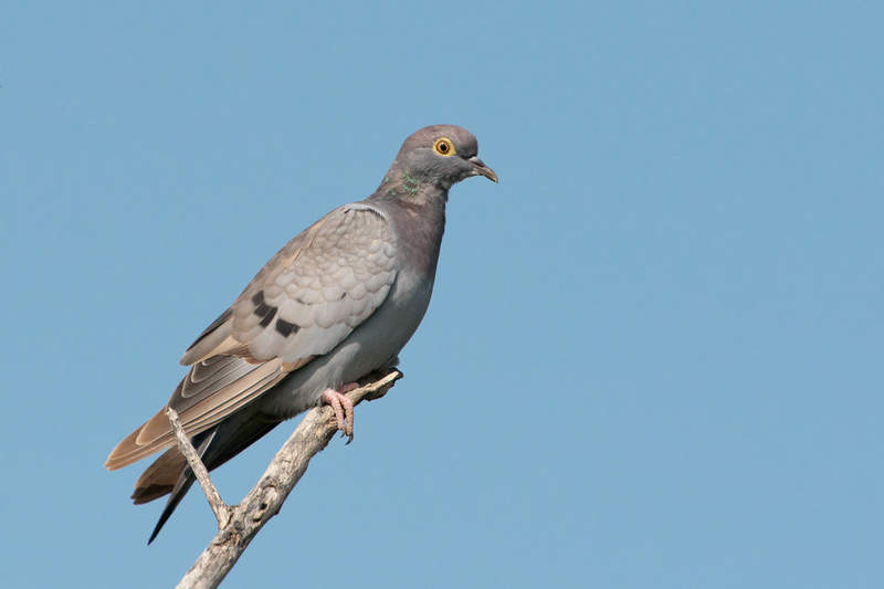 Yellow-eyed Pigeon - yellow-eyed pigeon, pale-backed pigeon (Columba eversmanni).jpg