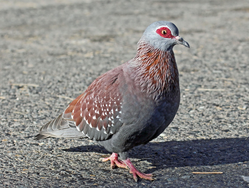 Speckled Pigeon RWD1 - speckled pigeon, African rock pigeon (Columba guinea).jpg