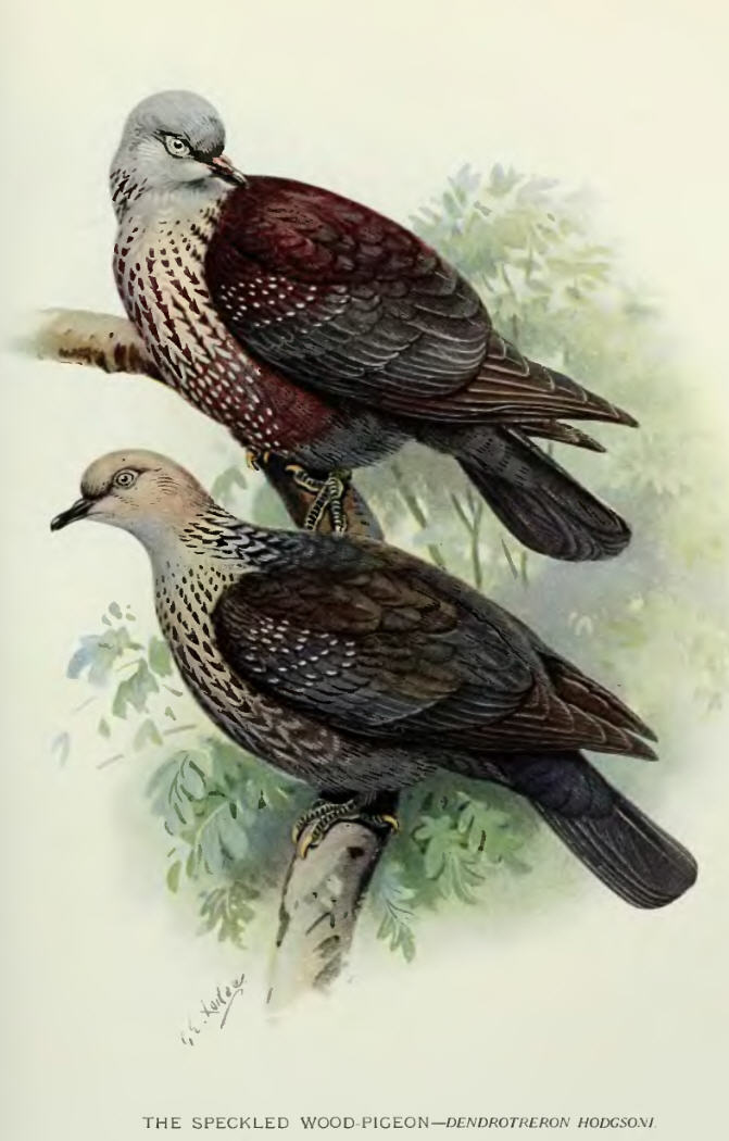 Columba.Hodgsonii - Dendroteron hodgsoni - speckled wood pigeon (Columba hodgsonii).jpg