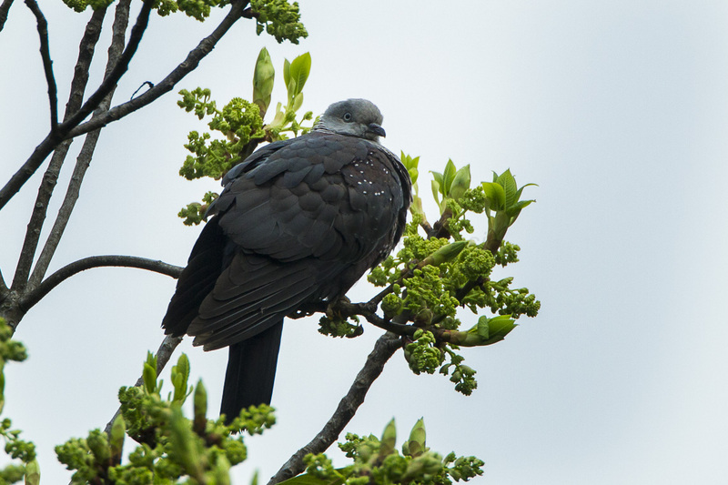 Speckled Wood-Pigeon - Bhutan S4E0663 - speckled wood pigeon (Columba hodgsonii).jpg