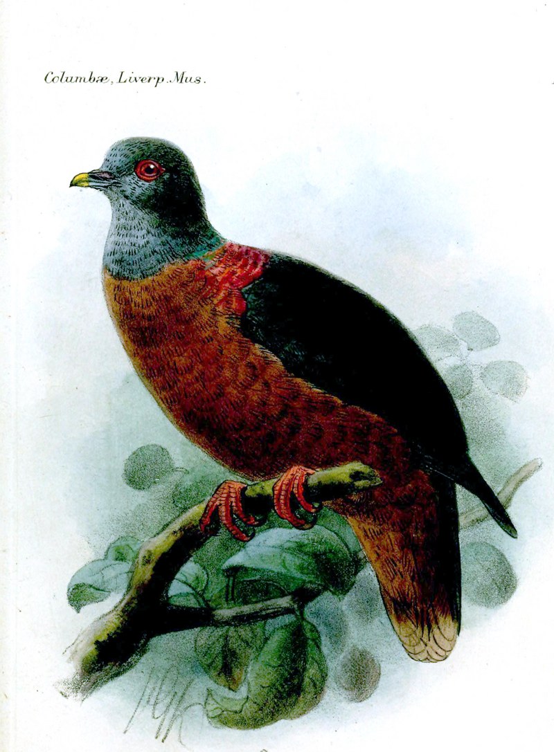 Bulletinofliverp01forb 0333a - western bronze-naped pigeon (Columba iriditorques).jpg