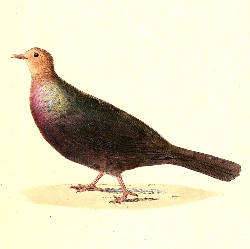 Columba janthina 1832 - Japanese wood pigeon (Columba janthina).jpg
