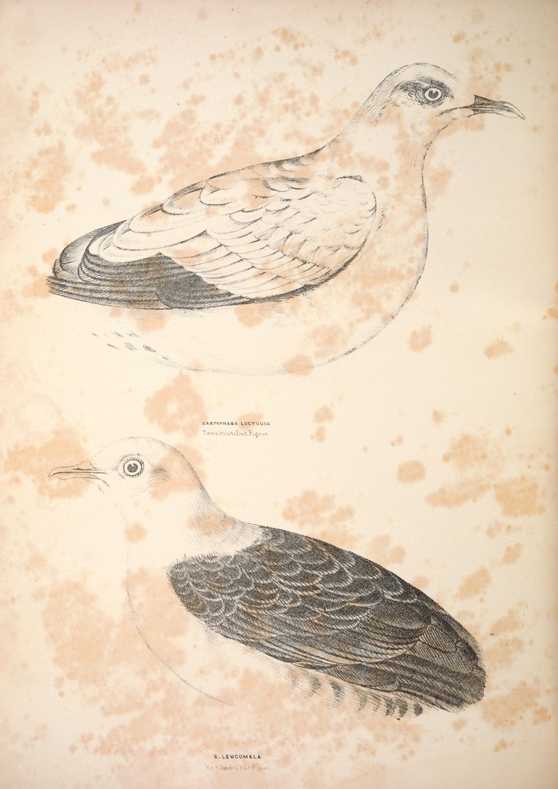 Companion to Gould's Handbook; or, Synopsis of the birds of Australia (Plate 56) (6943659041) - Torresian imperial pigeon (Ducula spilorrhoa), white-headed pigeon (Columba leucomela).jpg