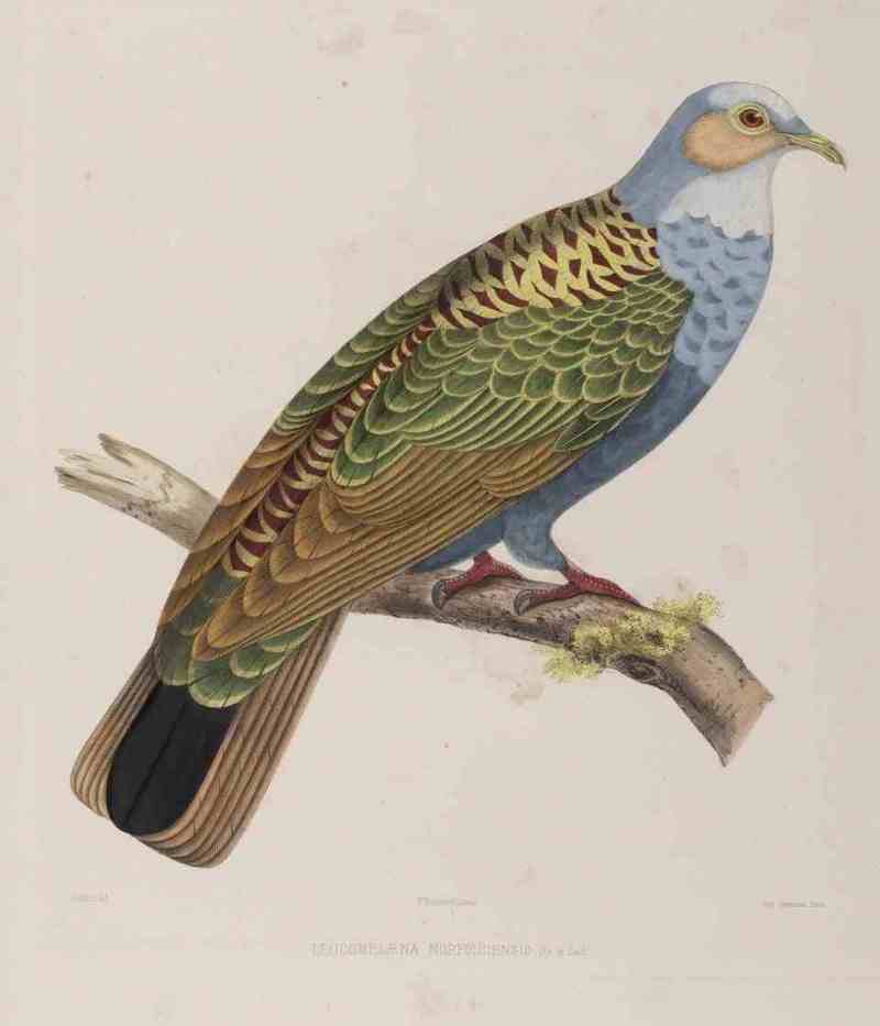 Leucomelaena.Norfolciensis.Bonaparte - white-headed pigeon (Columba leucomela).jpg