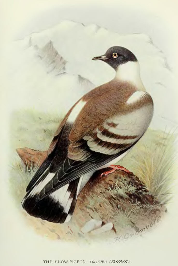 Columba.Leuconota.Baker - snow pigeon (Columba leuconota).jpg