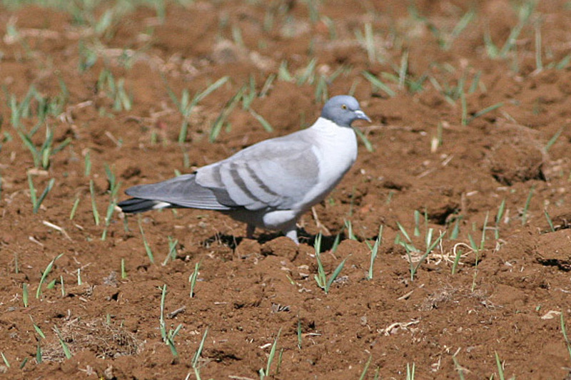 Columba leuconota (Bhutan) - snow pigeon (Columba leuconota).jpg