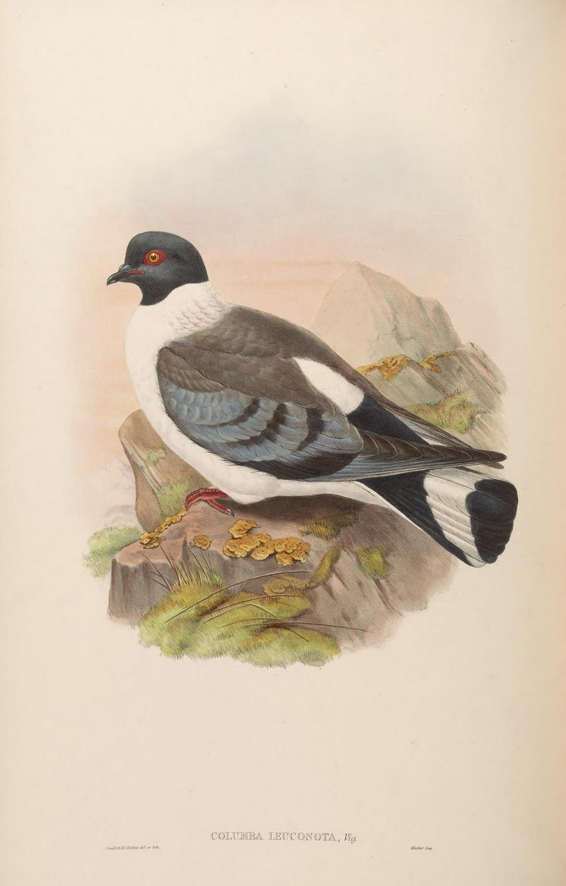 BirdsAsiaJohnGoVIGould 0228 - snow pigeon (Columba leuconota).jpg