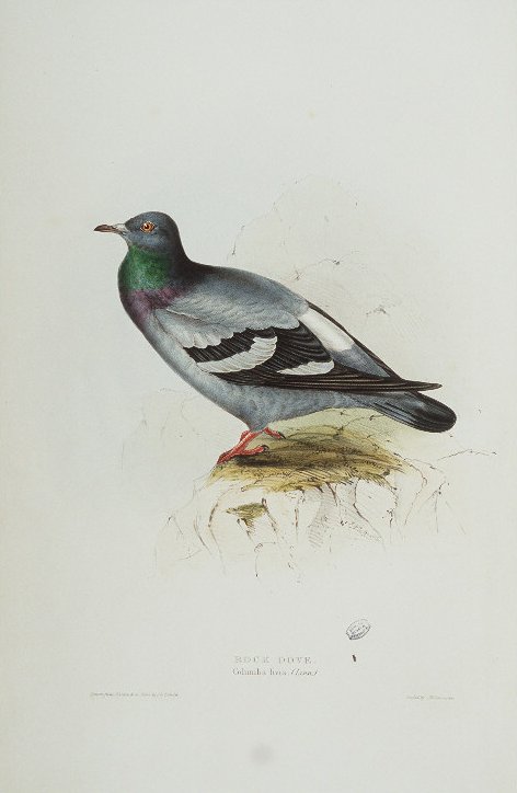 Rock Dove - rock dove, rock pigeon (Columba livia).jpg