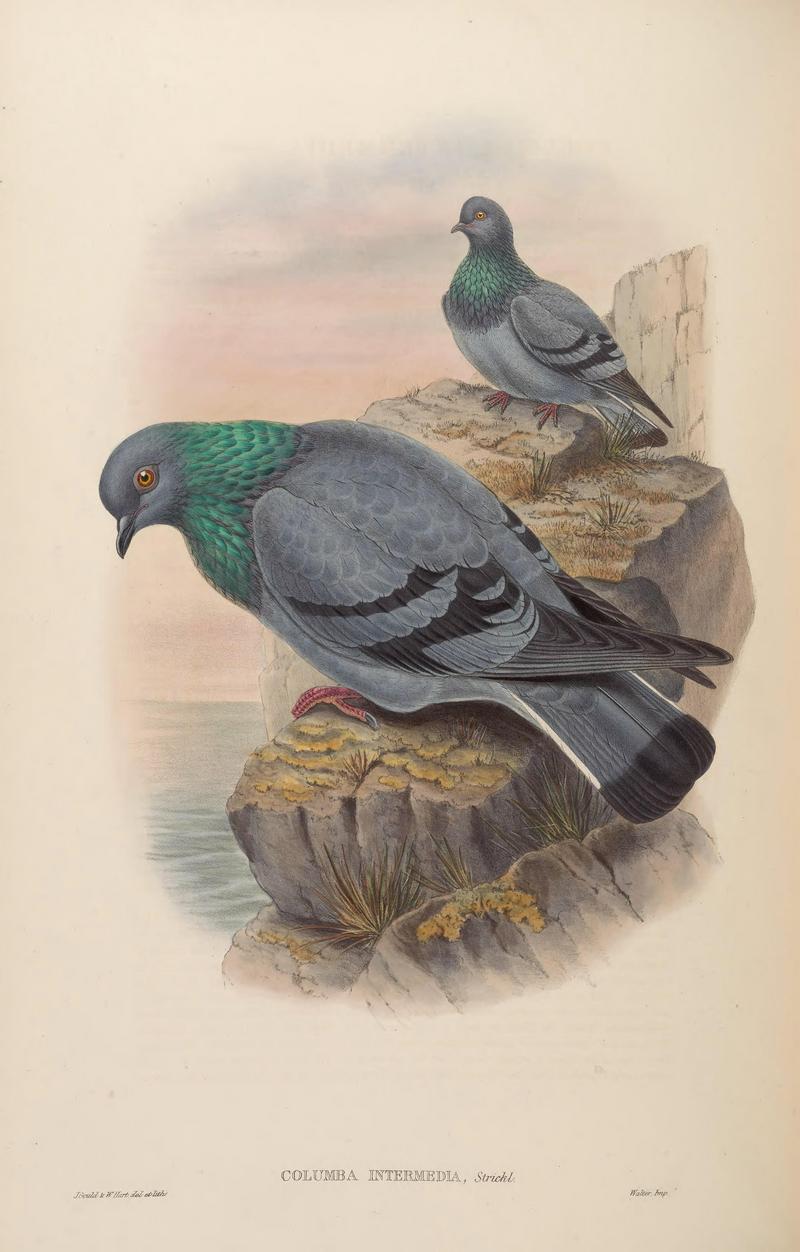 BirdsAsiaJohnGoVIGoul 0232 - rock dove, rock pigeon (Columba livia).jpg