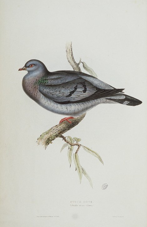 Stock Dove - stock dove (Columba oenas).jpg