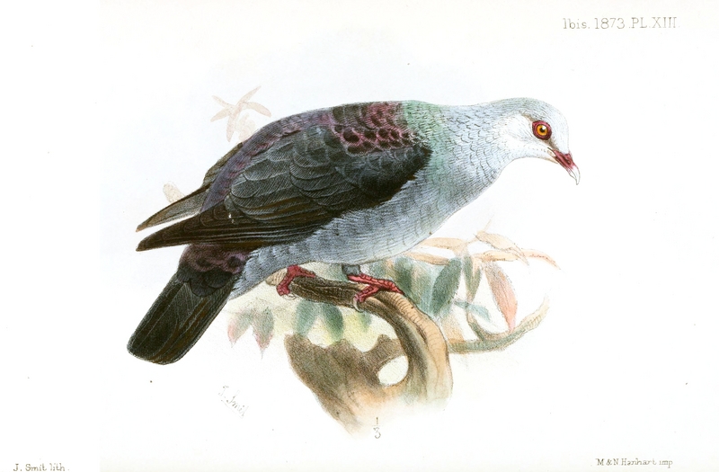 Ianthoenas.Columboides.Smit - Andaman wood pigeon (Columba palumboides).jpg