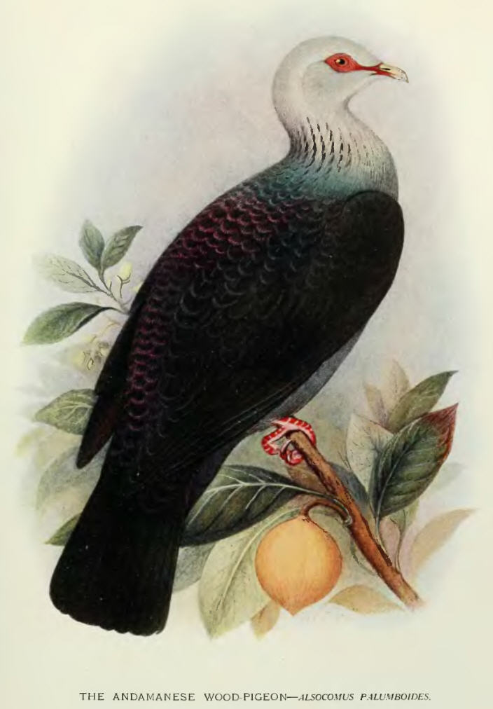 Columba.Palumboides - Andaman wood pigeon (Columba palumboides).jpg
