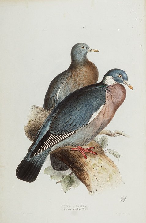 Wood pigeons - common wood pigeon (Columba palumbus).jpg