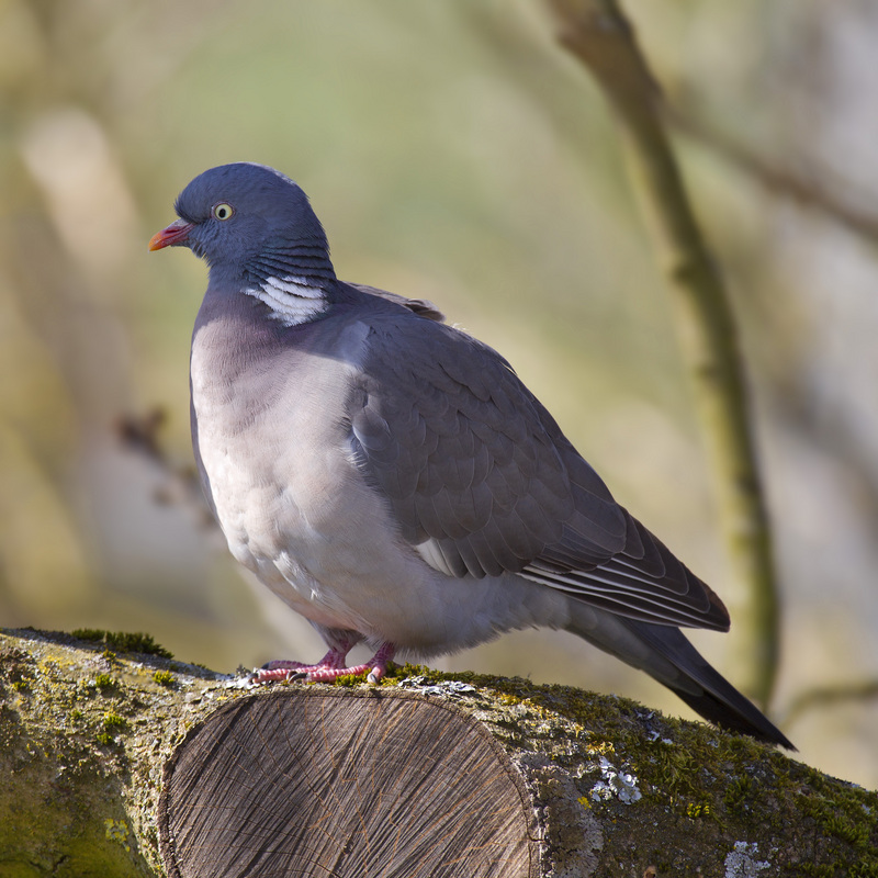 Common Wood Pigeon - common wood pigeon (Columba palumbus).jpg