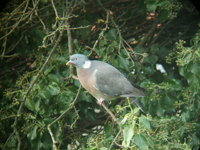 Azores Wood pigeon - Azores wood pigeon (Columba palumbus azorica).jpg
