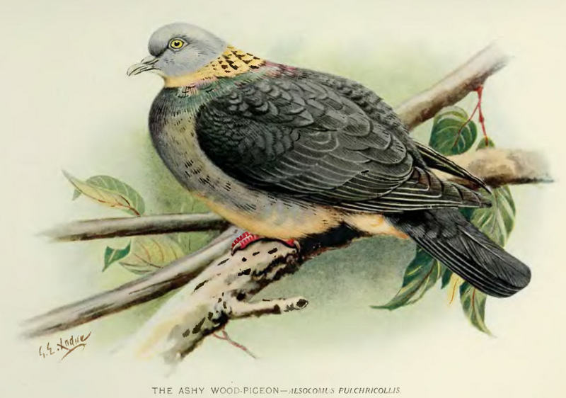 Ashy.WoodPigeon - ashy wood pigeon (Columba pulchricollis).jpg