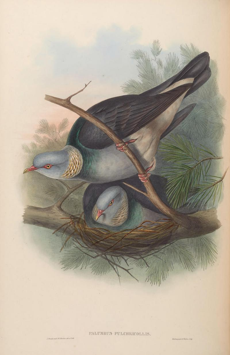 BirdsAsiaJohnGoVIGoul 0240 - ashy wood pigeon (Columba pulchricollis).jpg
