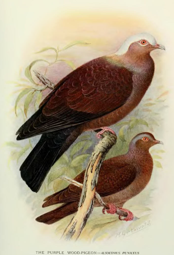 Columba.Punicea.pigeons - pale-capped pigeon, purple wood pigeon (Columba punicea).jpg