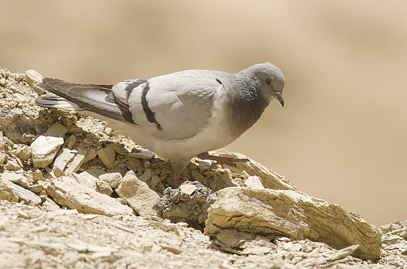 Hill Pigeon, near Dras, Jammu and Kashmir, India - hill pigeon, eastern rock dove, Turkestan hill dove (Columba rupestris).jpg