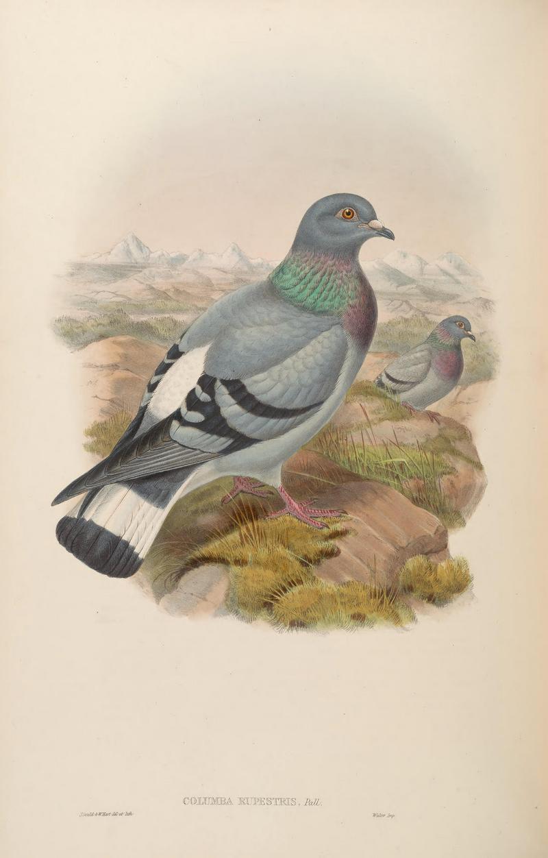 BirdsAsiaJohnGoVIGoul 0224 - hill pigeon, eastern rock dove, Turkestan hill dove (Columba rupestris).jpg