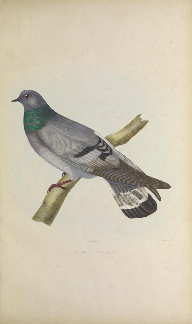 Iconographie des pigeons (Pl. LXXV) (8100052611) - hill pigeon, eastern rock dove, Turkestan hill dove (Columba rupestris).jpg