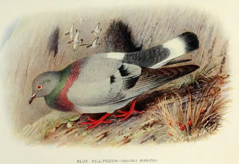 Columba.Rupestris - hill pigeon, eastern rock dove, Turkestan hill dove (Columba rupestris).jpg