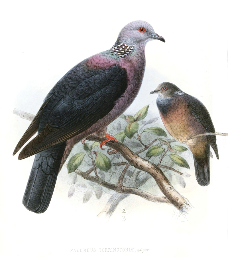 Columba.Torringtoni.Legge - Sri Lanka wood pigeon (Columba torringtoniae).jpg
