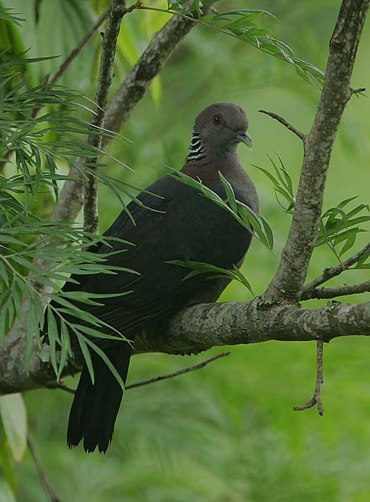Flickr - Rainbirder - Sri Lanka Wood Pigeon (Columba torringtoni) - Sri Lanka wood pigeon (Columba torringtoniae).jpg