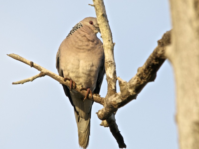Sri Lanka wood pigeon - Sri Lanka wood pigeon (Columba torringtoniae).jpg