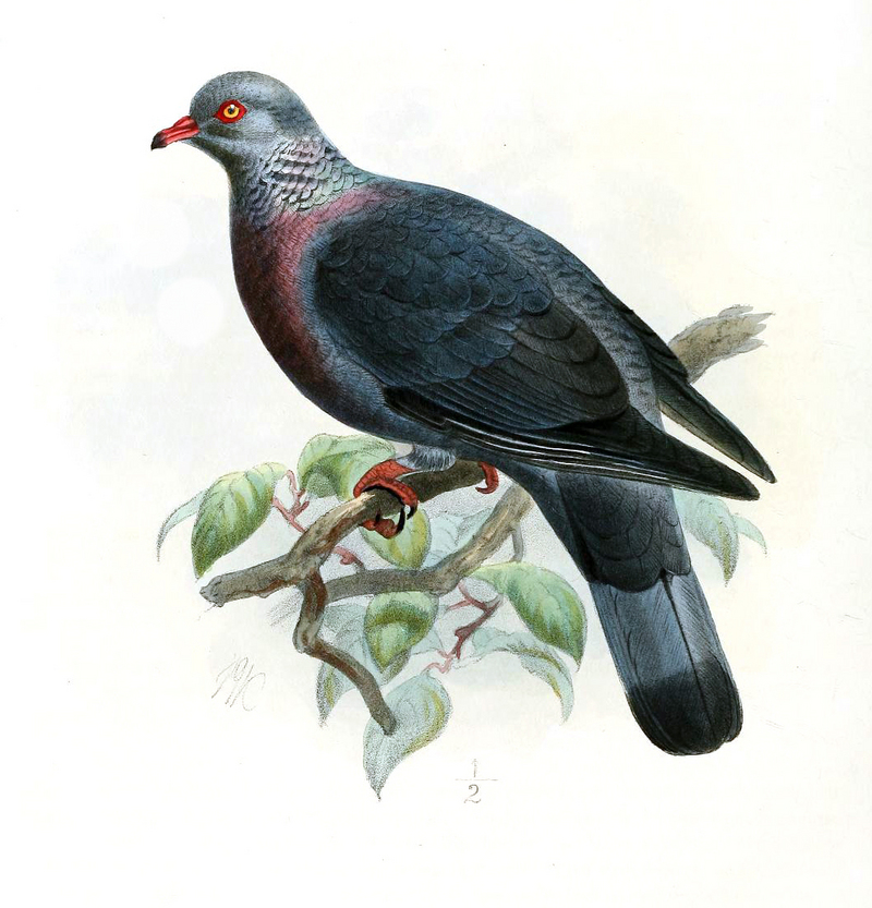 Trocaz - trocaz pigeon, Madeira laurel pigeon, long-toed pigeon (Columba trocaz).jpg