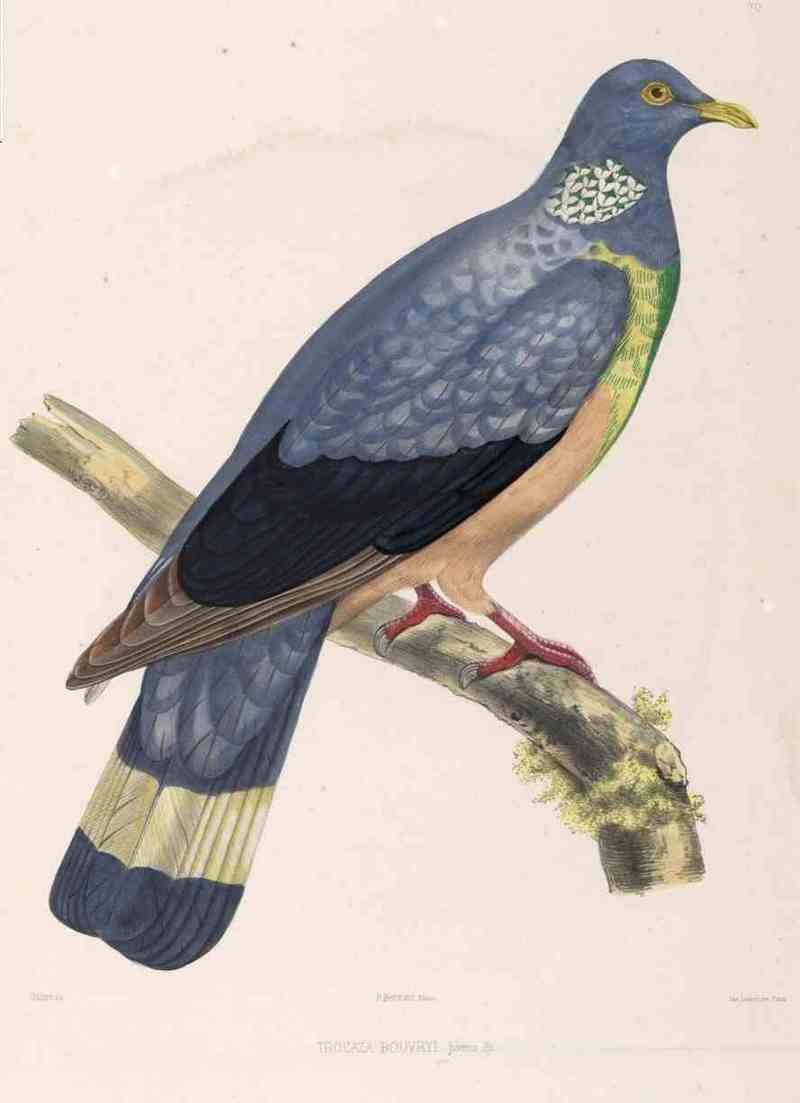 Trocaza.Bouvryi.Bonaparte - trocaz pigeon, Madeira laurel pigeon, long-toed pigeon (Columba trocaz).jpg