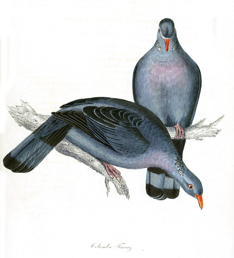 Trocaz Pigeon - trocaz pigeon, Madeira laurel pigeon, long-toed pigeon (Columba trocaz).jpg