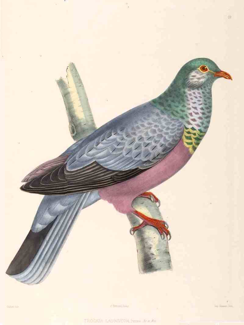 Trocaza.Laurivora.Bonaparte - trocaz pigeon, Madeira laurel pigeon, long-toed pigeon (Columba trocaz).jpg