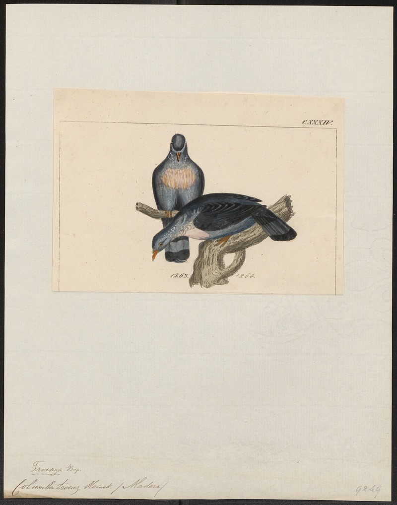 Columba trocaz - 1820-1860 - Print - Iconographia Zoologica - Special Collections University of Amsterdam - UBA01 IZ15600183 - trocaz pigeon, Madeira laurel pigeon, long-toed pigeon (Columba trocaz).jpg