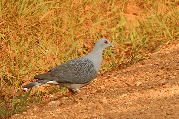 Afep.pigeon - Afep pigeon, African wood-pigeon, gray wood-pigeon (Columba unicincta).jpg