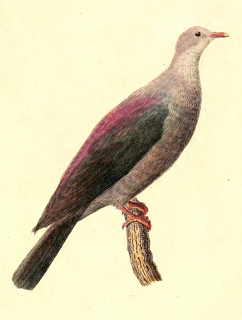 Columba versicolor 1832 - Bonin wood pigeon (Columba versicolor).jpg