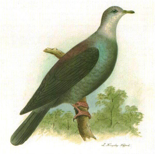 Columba versicolor - Bonin wood pigeon (Columba versicolor).jpg