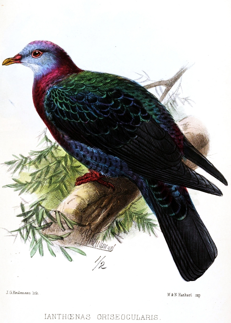 Ianthoenas.Griseogularis.Keulemans - metallic pigeon, white-throated pigeon (Columba vitiensis).jpg